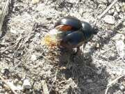 Thumbnail 431368 B
