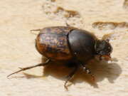 Thumbnail 431387 B
