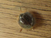 Thumbnail 431396 B