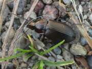 Thumbnail 431406 B