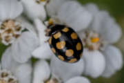 Thumbnail 431423 A