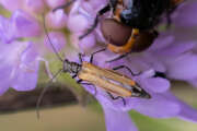 Thumbnail 431427 B