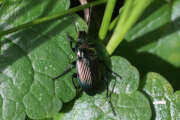Thumbnail 431431 B