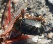 Thumbnail 431451 B