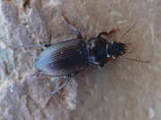 Thumbnail 431490 B