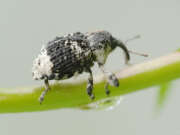 Thumbnail 431505 B