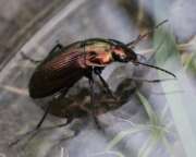 Thumbnail 431507 B