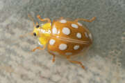 Thumbnail 431534 B