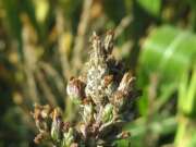 Thumbnail 431623 B