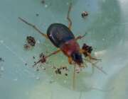 Thumbnail 431634 B