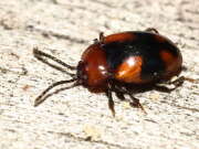 Thumbnail 431657 B