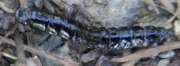 Thumbnail 431665 A