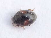 Thumbnail 431676 A