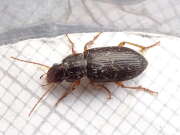 Thumbnail 431681 B