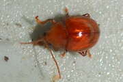 Thumbnail 431691 B
