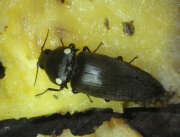 Thumbnail 431702 B