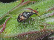 Thumbnail 431717 B