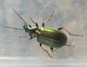 Thumbnail 431755 B