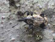 Thumbnail 431762 A