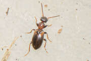 Thumbnail 431771 A