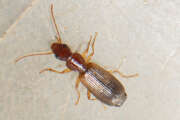 Thumbnail 431772 A