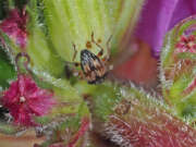 Thumbnail 431787 A