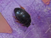 Thumbnail 431788 B