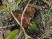 Thumbnail 431790 B
