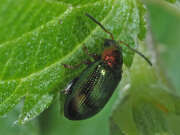 Thumbnail 431791 B