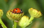 Thumbnail 431792 B