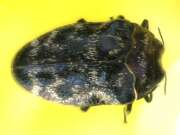 Thumbnail 431793 B