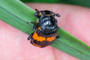 Thumbnail 431902 B