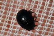 Thumbnail 431929 B