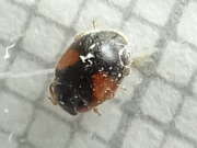 Thumbnail 431993 A