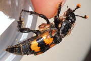 Thumbnail 432028 A