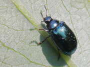 Thumbnail 432064 B