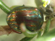 Thumbnail 432082 B