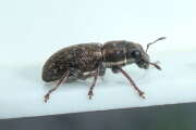 Thumbnail 432212 A