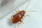 Thumbnail 432241 A