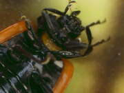 Thumbnail 432418 B