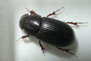 Thumbnail 432450 B
