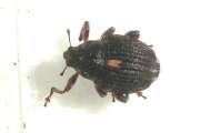Thumbnail 432452 B