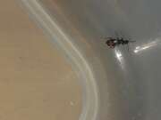 Thumbnail 432484 B