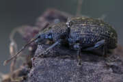 Thumbnail 432571 B