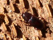 Thumbnail 432572 B