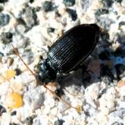 Thumbnail 432574 A
