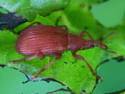Thumbnail 432601 A