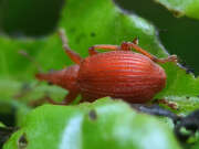Thumbnail 432601 B