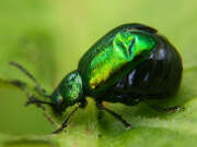 Thumbnail 432602 A