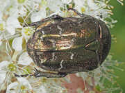 Thumbnail 432627 B